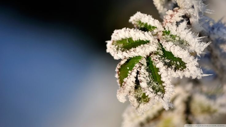 Иней на траве