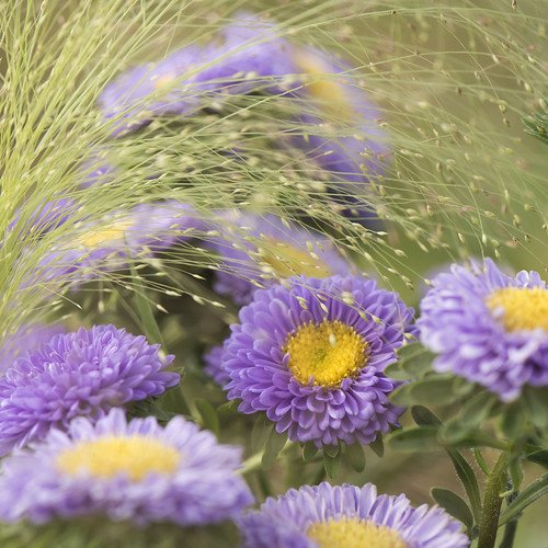 Астра Миледи лиловая