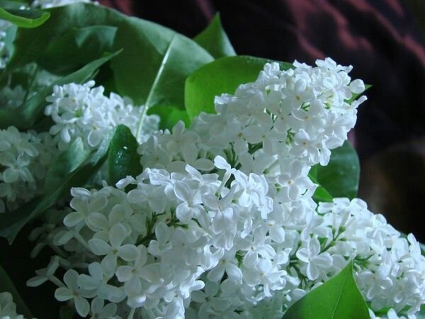 Сирень Жасмин черемуха