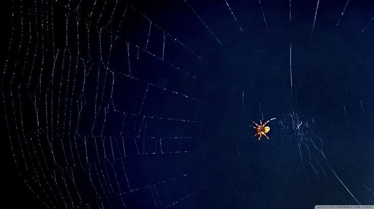 Паук на паутине