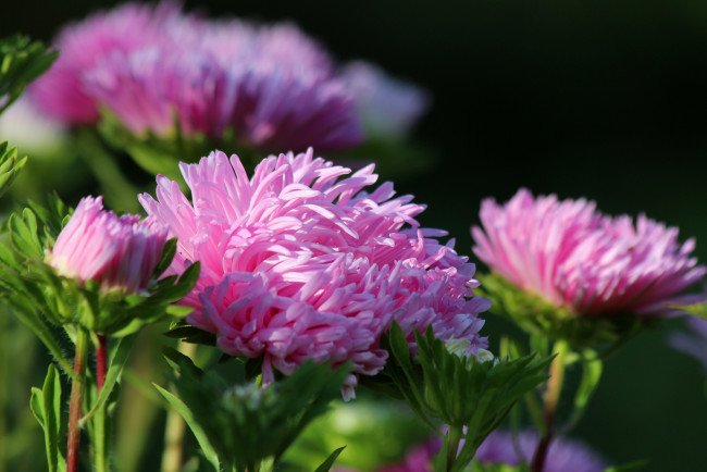 Астра самосейка