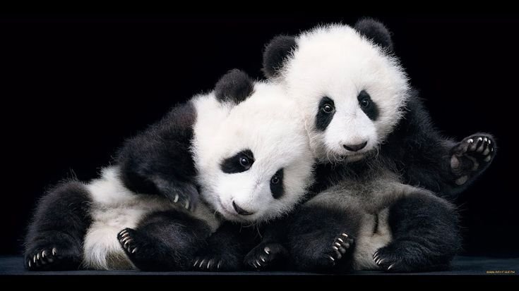 Милые панды