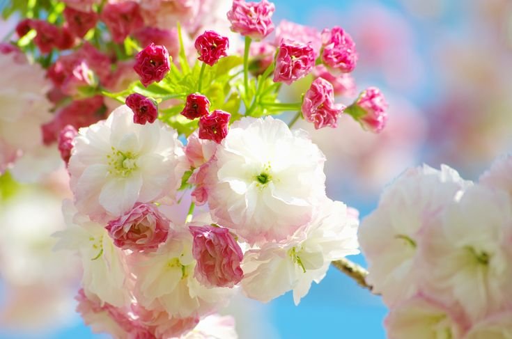 Весенние цветы