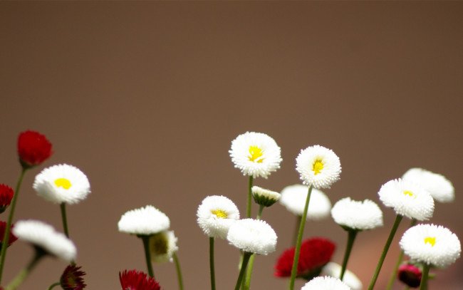 Маргаритки обои