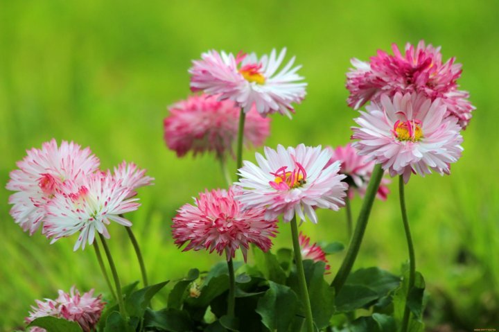 Соцветие маргаритки