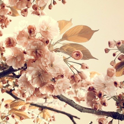 Цветы бежевого цвета