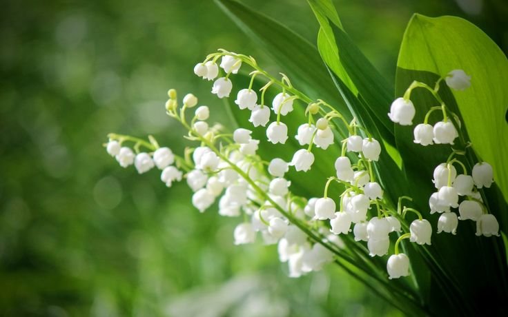 Ландыш Майский грандифлора