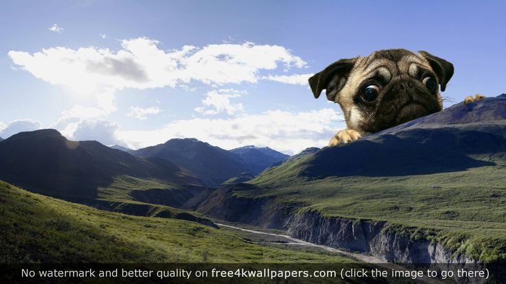 Картинки на рабочий стол прикольные