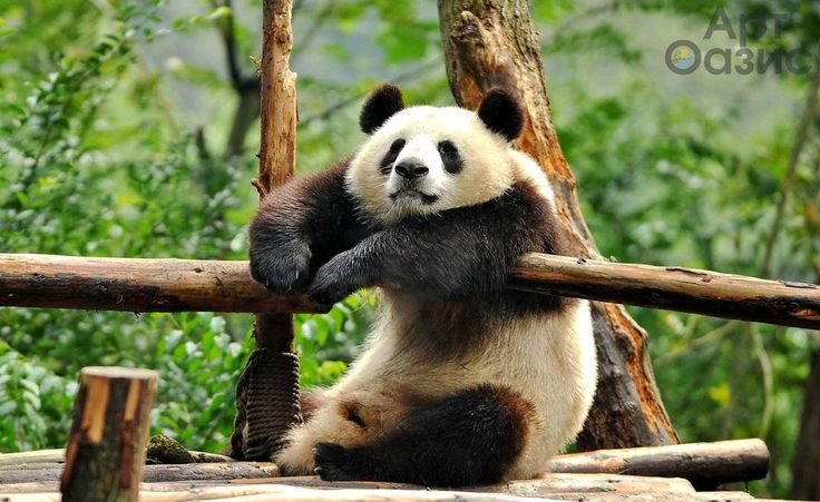 Смешная Панда