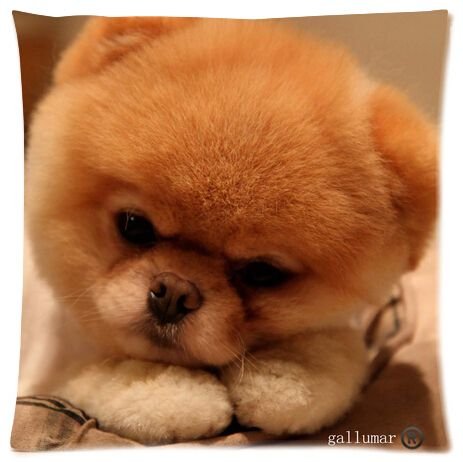 Стрижка померанского шпица