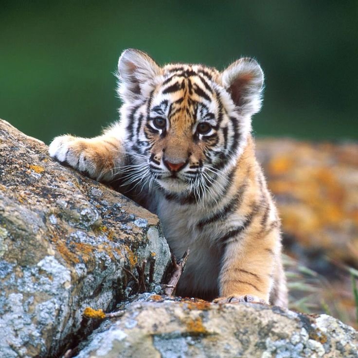 Животные тигрята