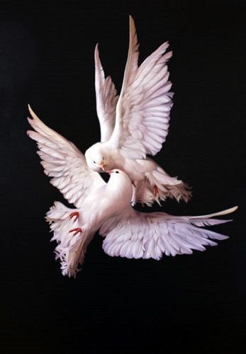 Красивые голуби