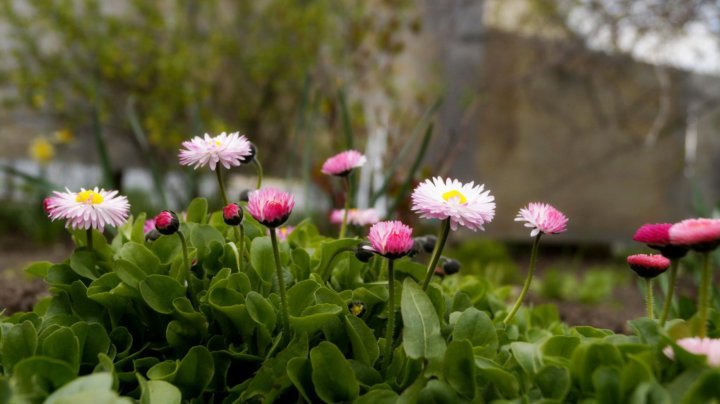 Маргаритки цветы