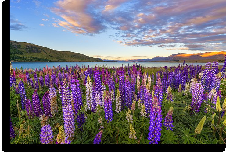 Люпины на озере Текапо новая Зеландия