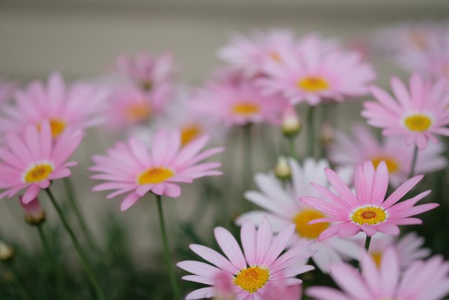 Нежные маргаритки