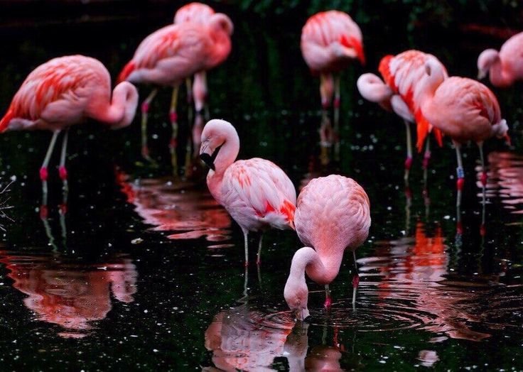 Розовый Фламинго птица