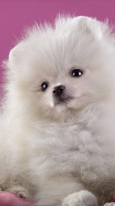 Померанский шпиц мордочка