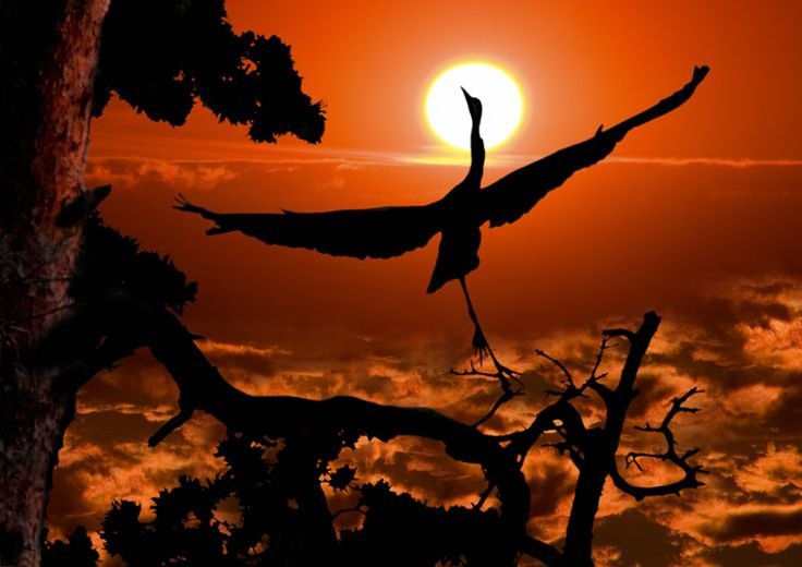 Птицы на рассвете