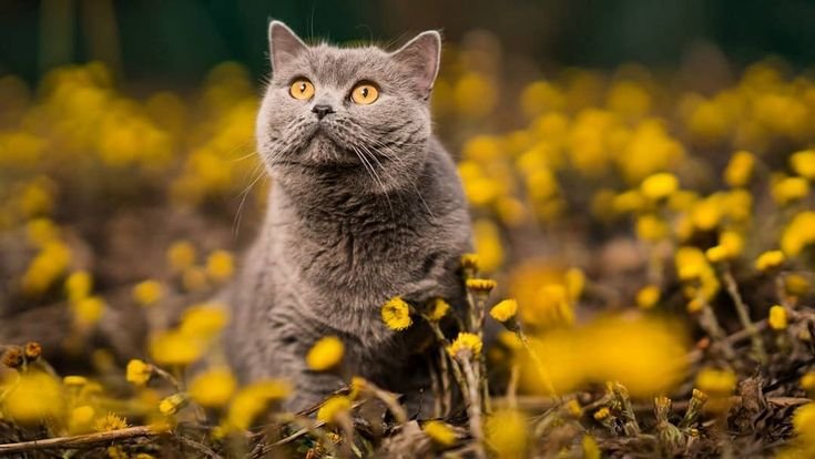 Кошка на природе