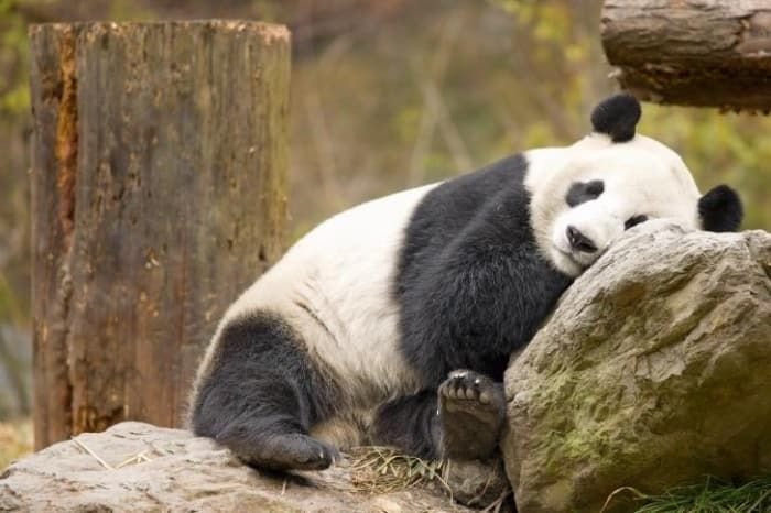 Смешная Панда