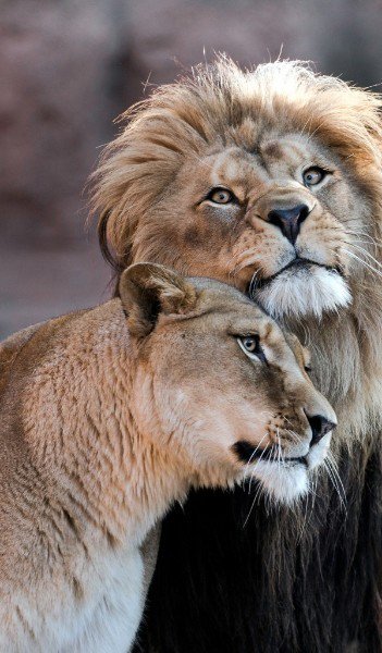 Пара животных