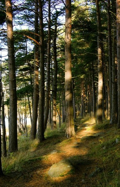 Сосновый Бор лес в Башкирии