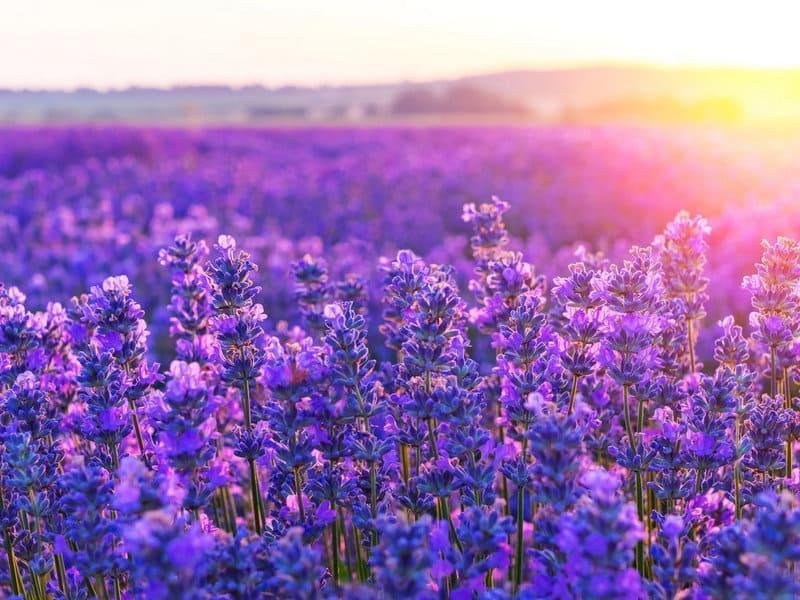 Поля лаванды