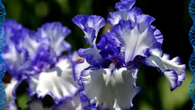 Ирис цветок