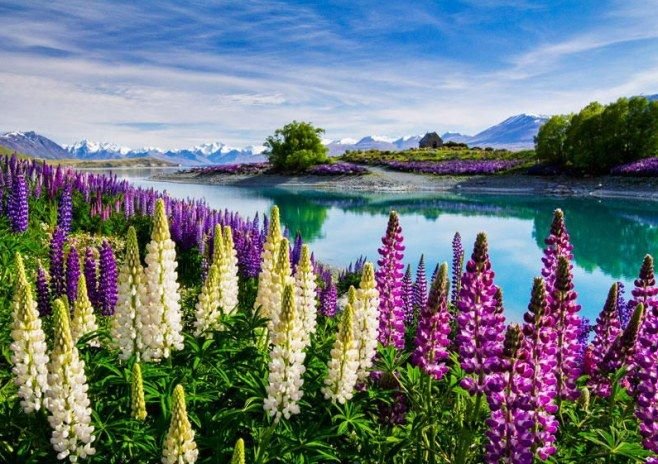 Долина люпинов остров Южный новая Зеландия
