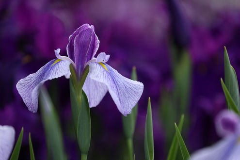 Ирис соцветие