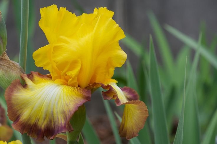 Ирис Касатик