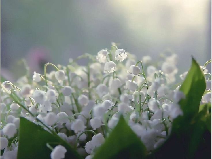 Ландыш серебристый цветок