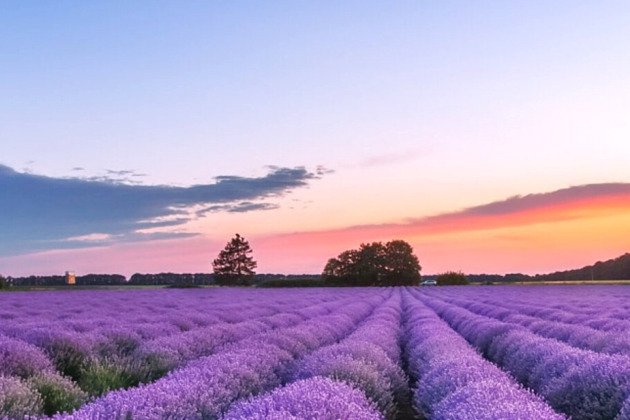 Крым Тургеневка Лаванда