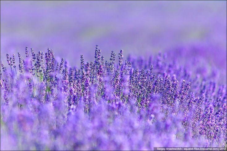 Крым Тургеневка Лаванда