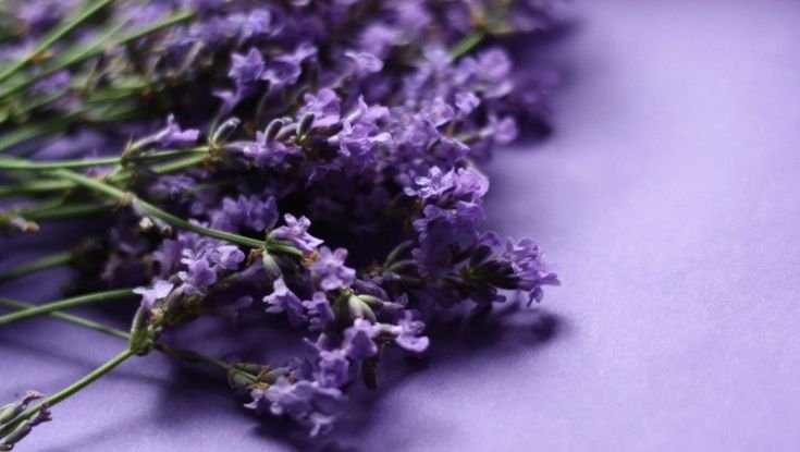 Лаванда Прованс