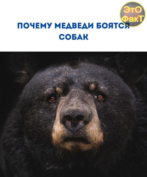 Заставка на телефон медведь