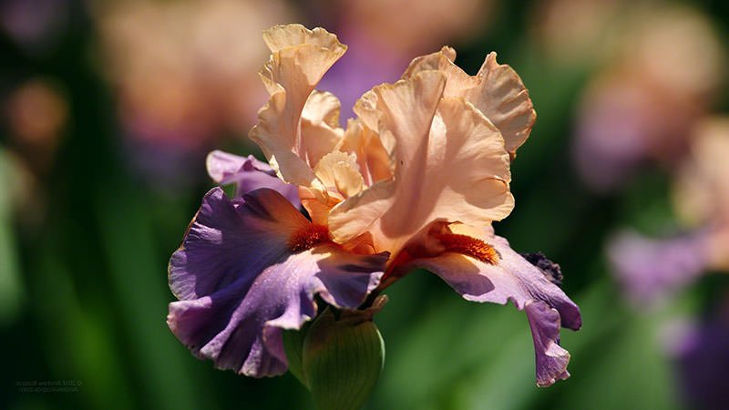 Ирис спуриа белый