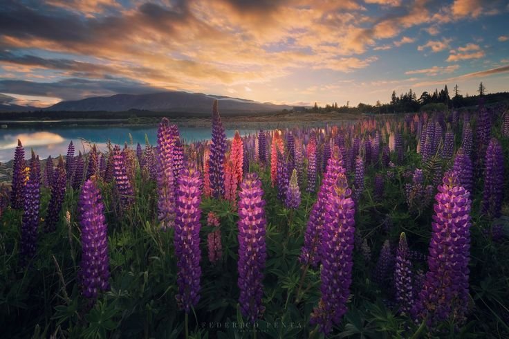 Люпин Полар принцесс