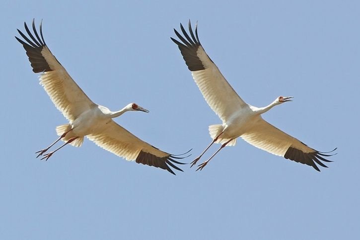 Кыталык Стерх