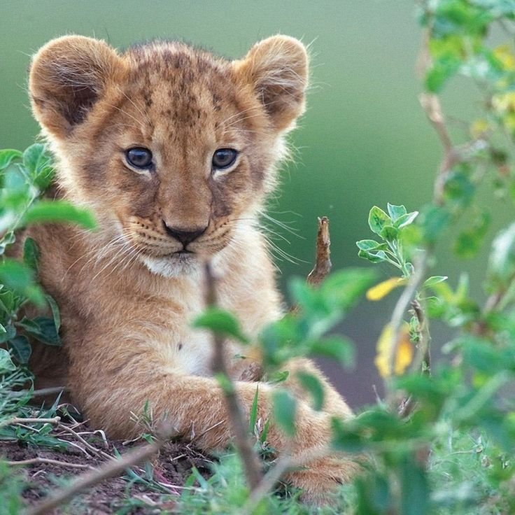 Красивый Львенок