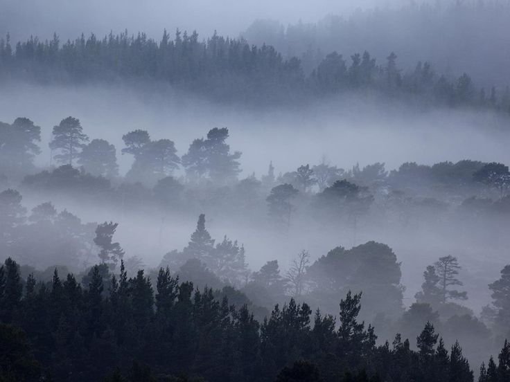 Лес в тумане
