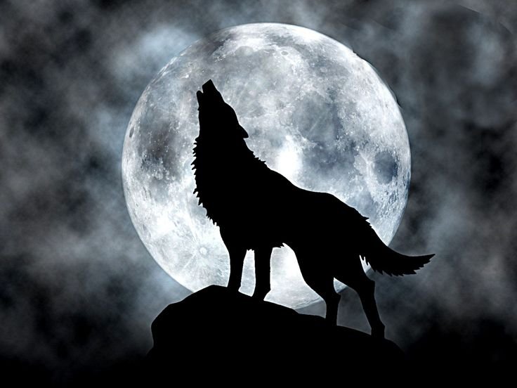 Волчий дождь аниме