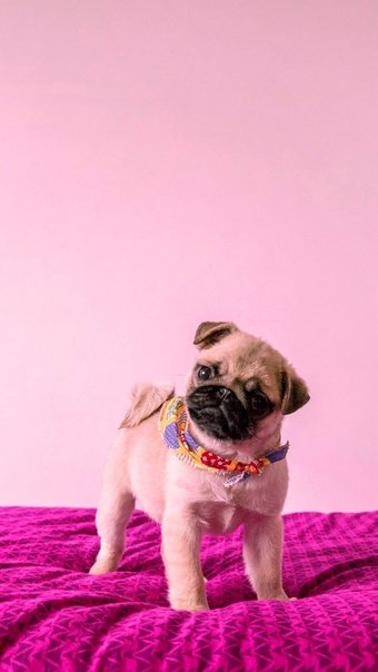 Собачка на розовом фоне
