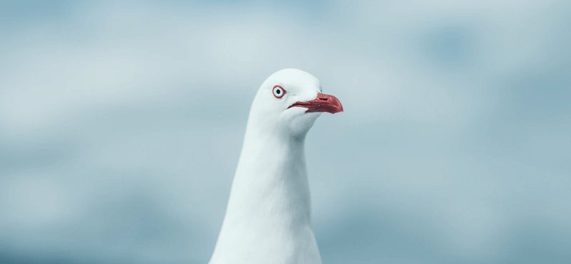 Милые Чайки