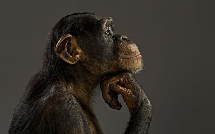 Шимпанзе в профиль