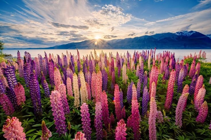Люпины (Lupinus):