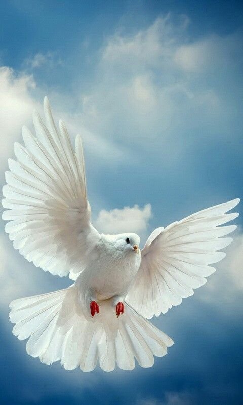 Голуби в небе