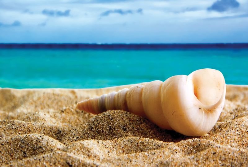 Море ракушки
