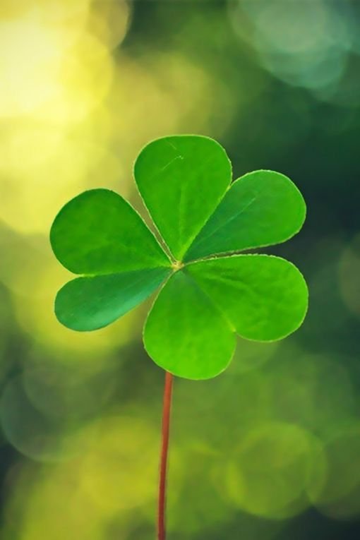 Ирландский Клевер четырехлистный