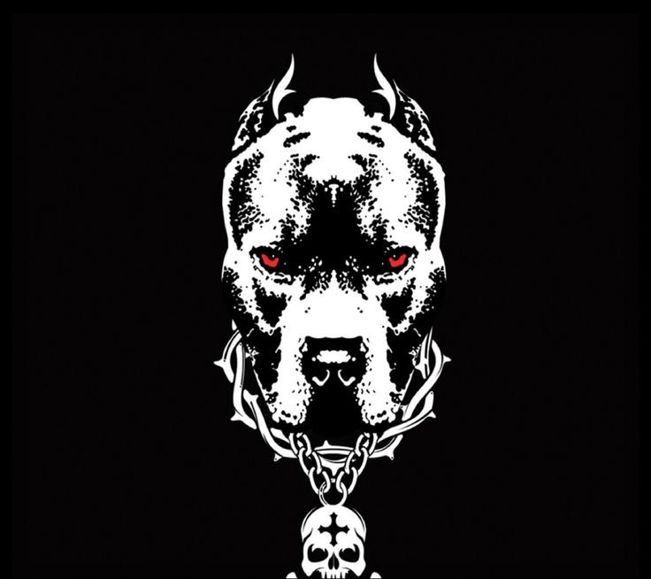 Питбуль на черно белом фоне